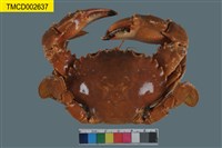 藏品(日本蟳)的圖片